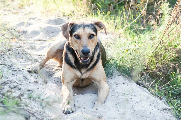 Cão brincando na floresta — Fotografia de Stock