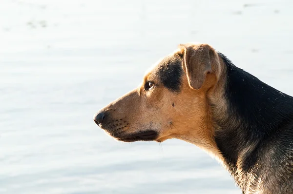 ビーチで犬のプレー — ストック写真