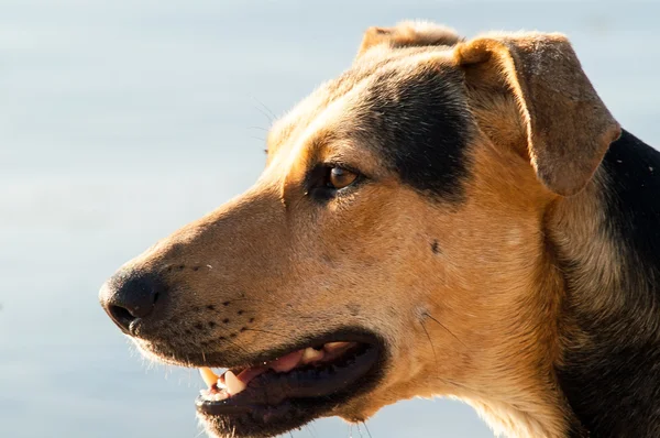 Brincando de cachorro na praia — Fotografia de Stock