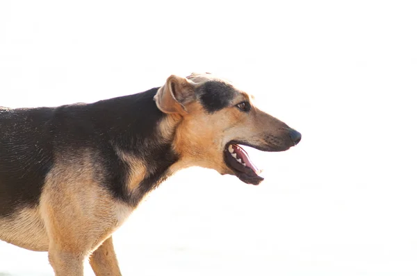 Leikkii koiraa rannalla — kuvapankkivalokuva
