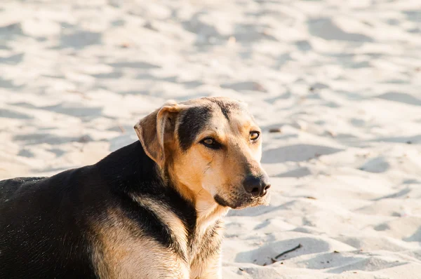 Brincando de cachorro na praia — Fotografia de Stock