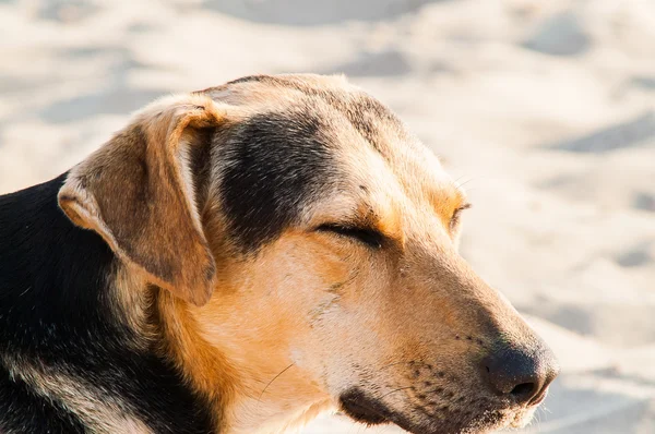 Gra Pies na plaży — Zdjęcie stockowe