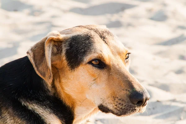 Brincando de cachorro na praia — Fotografia de Stock