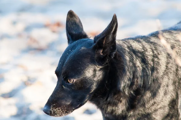 Self stray dog — Stock Photo, Image