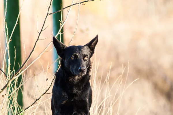 Cão vadio na floresta de outono — Fotografia de Stock