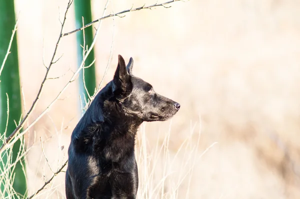 Stray stray dog in the autumn forest — Stock Photo, Image