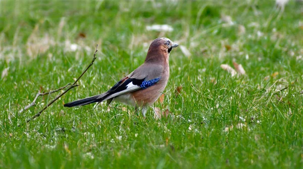 Jay bird posing on the grass