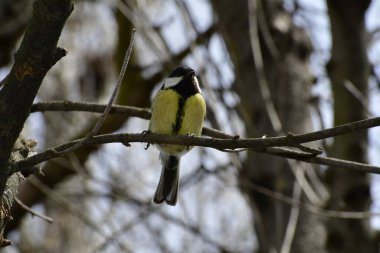 The great tit is a passerine bird in the tit family Paridae