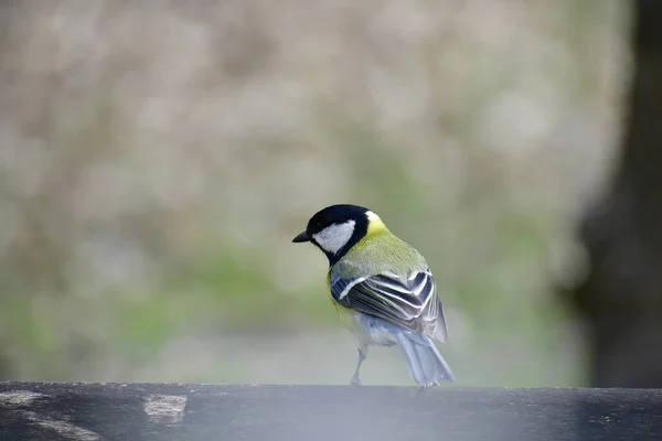 Велика Цицьки Перехожий Птах Сімействі Цицьок Paridae — стокове фото