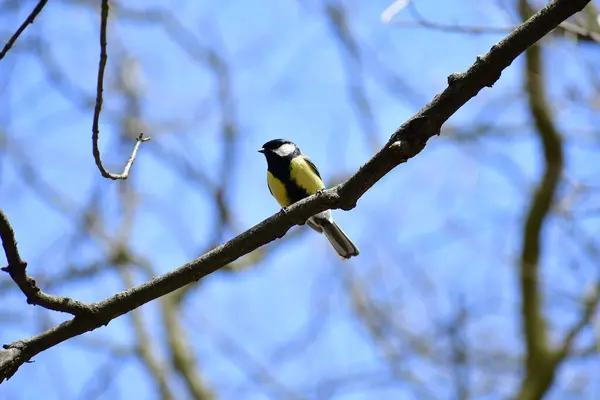 Большая Синица Птица Семейства Синиц Paridae — стоковое фото