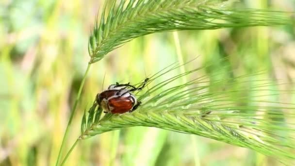 Żaby Cieszą Się Życiem — Wideo stockowe