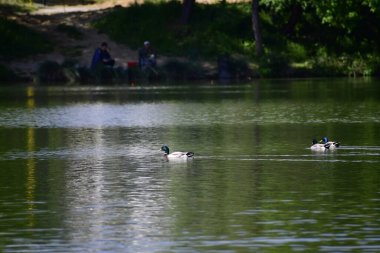 Gölde yüzen ördekler