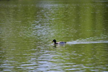 Gölde yüzen ördekler