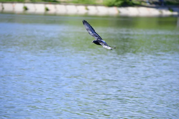 Natación Patos Lago — Foto de Stock