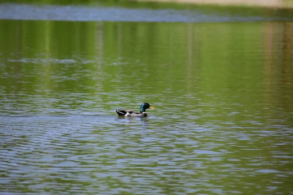 Patos Nadadores Lago — Fotografia de Stock