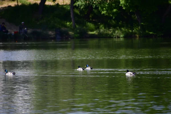 Natación Patos Lago — Foto de Stock