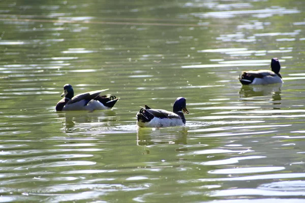 Anatre Nuoto Lago — Foto Stock