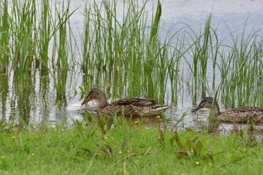Güzel gölde ördek macerası