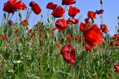 Güzel kırmızı gelincik tarlası