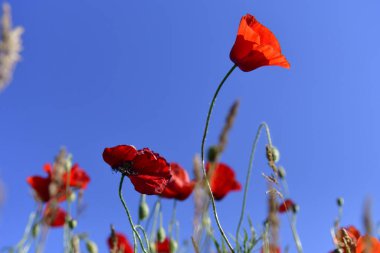Güzel kırmızı gelincik tarlası