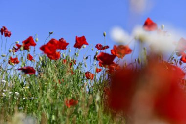 Güzel kırmızı gelincik tarlası