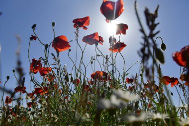 Güzel kırmızı gelincik tarlası