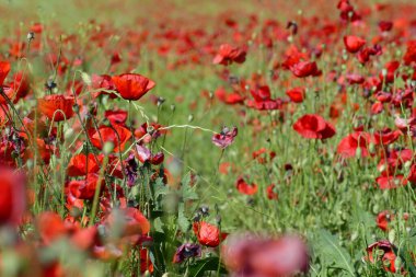 Güzel kırmızı gelincik tarlası