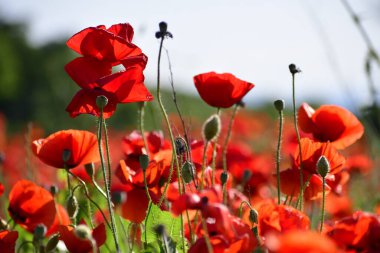 Güzel kırmızı gelincik tarlası