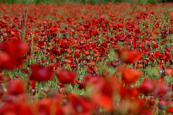 美しい赤いケシの花のフィールド — ストック写真