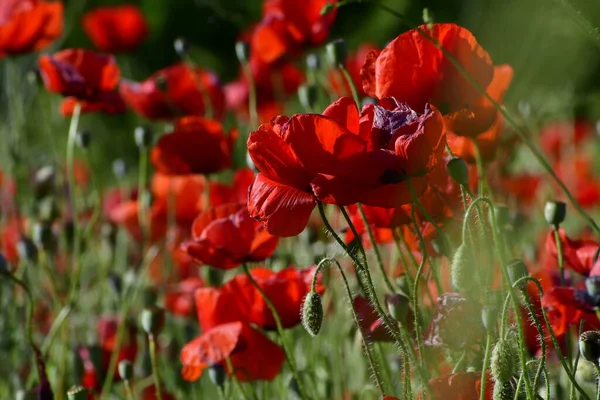 美しい赤いケシの花のフィールド — ストック写真
