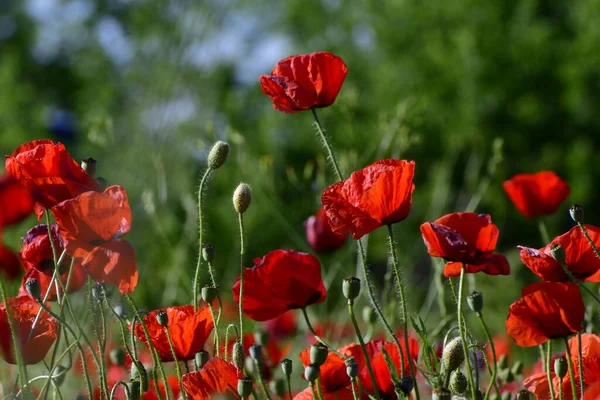 美しい赤いケシの花のフィールド — ストック写真