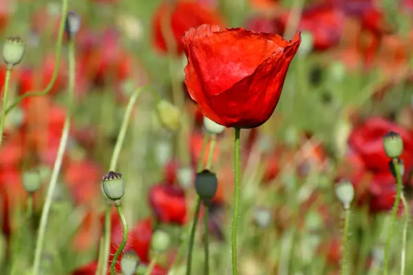 美しい赤いケシの花のフィールド — ストック写真