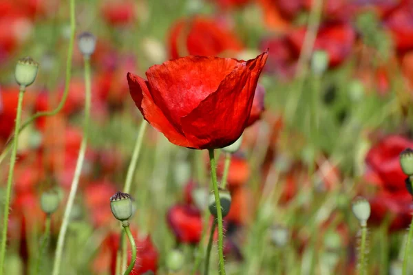 美しい赤いケシの花のフィールド — ストック写真