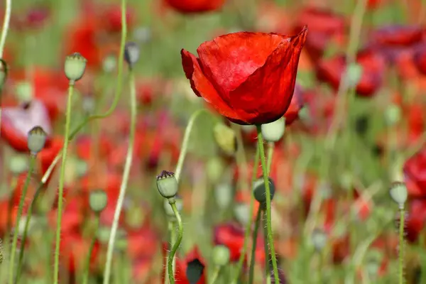 美しい赤いケシの花のフィールド — ストック写真