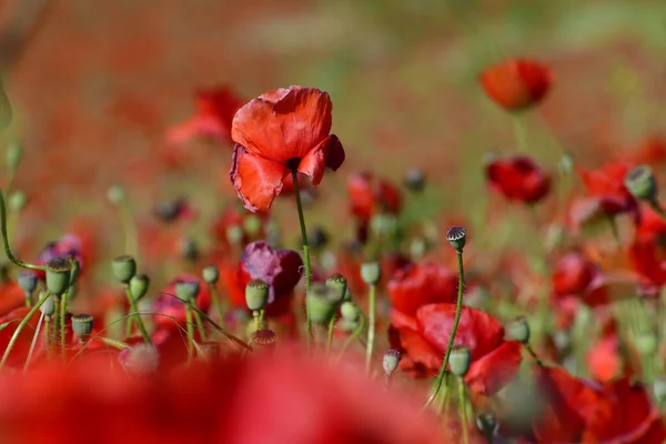 美しい赤いケシの花のフィールド — ストック写真