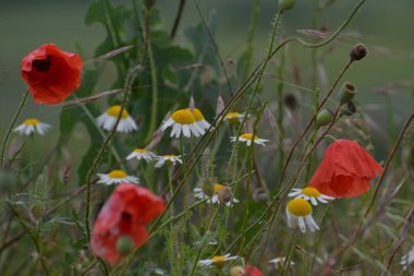 Düğünçiçeği ve haşhaş buketi