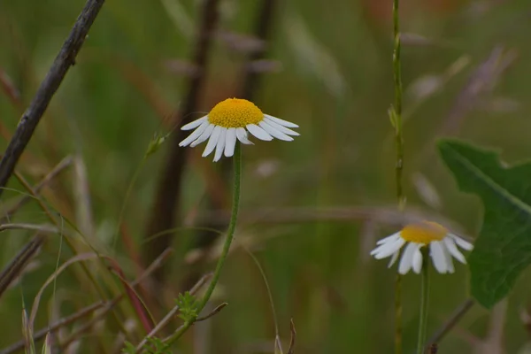 Butterblume Und Mohnstrauß Schönheit — Stockfoto