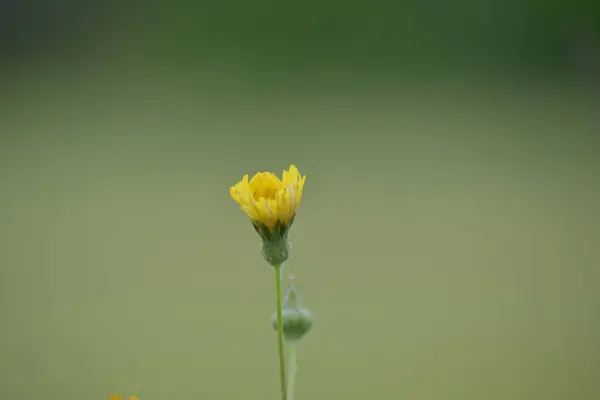 Boterbloem Papaver Boeket Schoonheid — Stockfoto