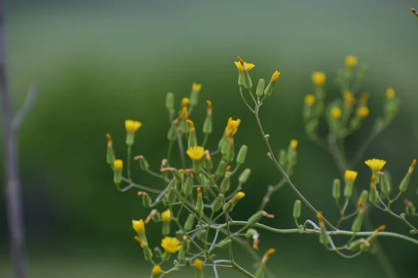 Buttercup Bouquet Pavot Beauté — Photo