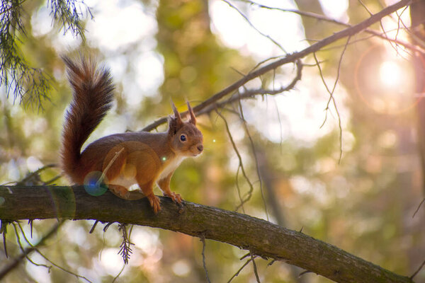 Red Squirrel in a forest 