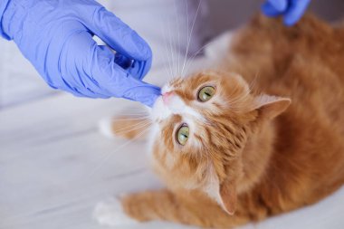 Şirin kızıl kedi veterinerlerden hap alıyor. Masadaki kedi veterinerin parmağını ısırıyor.