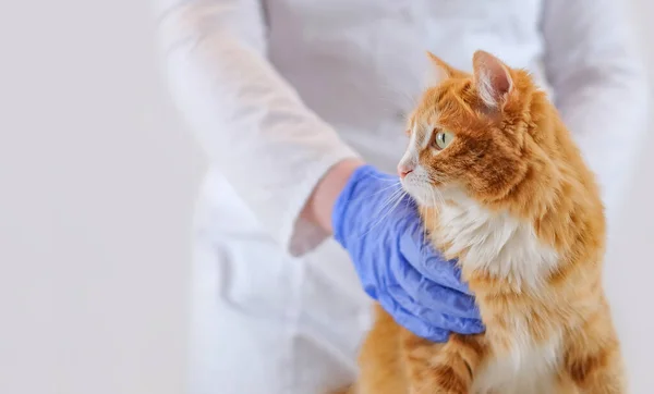 Hands of veterinarian in gloves holding red cat, selective focus, copy space