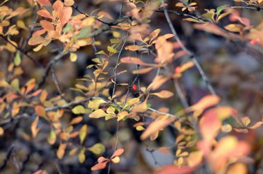Sonbahar doğal bulanık bulanık arka plan seçici bir odak noktası, kızılcık ağacının dallarına güneş ışığı