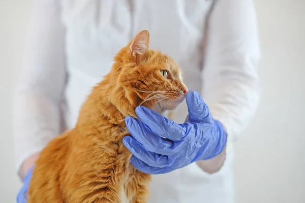 Hands of veterinarian in gloves caress the red cat, selective focus, pet care