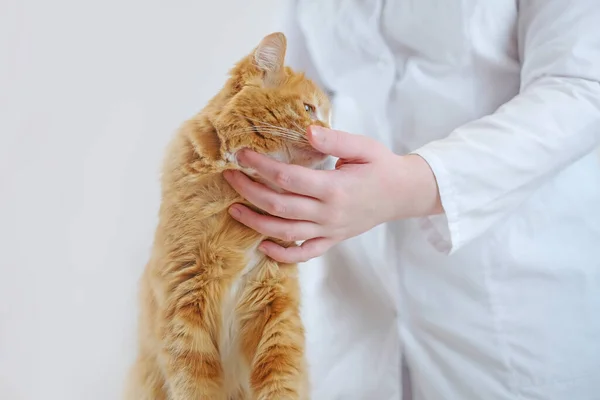 수의사의 손이 붉은 고양이를 돌보고, 선택적 인 집중, 복사 공간, 애완 동물 관리 — 스톡 사진