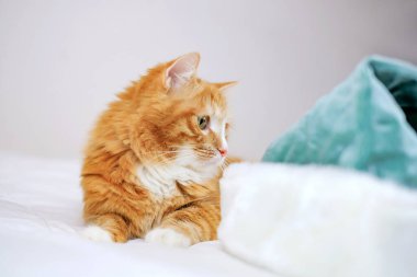 Şirin kızıl kedicik Noel 'de mavi şapkayla oynuyor, kış tatillerinde.