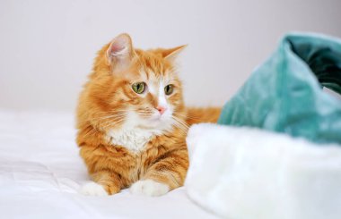 Şirin kızıl kedicik Noel 'de mavi şapkayla oynuyor, kış tatillerinde.