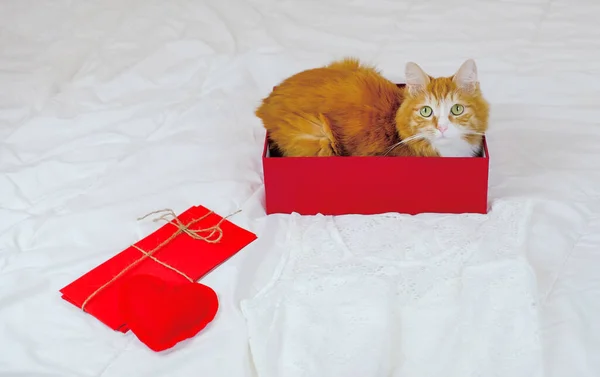 Τζίντζερ γάτα σε ένα κόκκινο κουτί με κόκκινη καρδιά και κόκκινους φακέλους σε λευκό κρεβάτι, δώρο με αγάπη, ευτυχισμένη ημέρα του Αγίου Βαλεντίνου. Αντιγραφή χώρου — Φωτογραφία Αρχείου