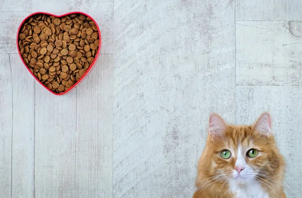 Gember kat en hartvormige kom met voer voor huisdieren op houten ondergrond. Met liefde voor dieren concept en Valentijnsdag. Kopieerruimte Rechtenvrije Stockfoto's