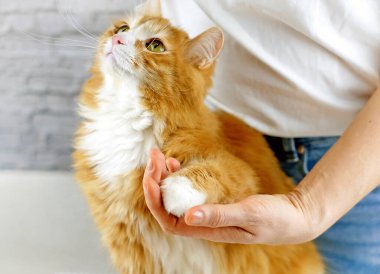 İnsanlarla hayvanlar arasında sevgi ve dostluk. Kedi pençesi tutan bir insan eli. Seçici odak.